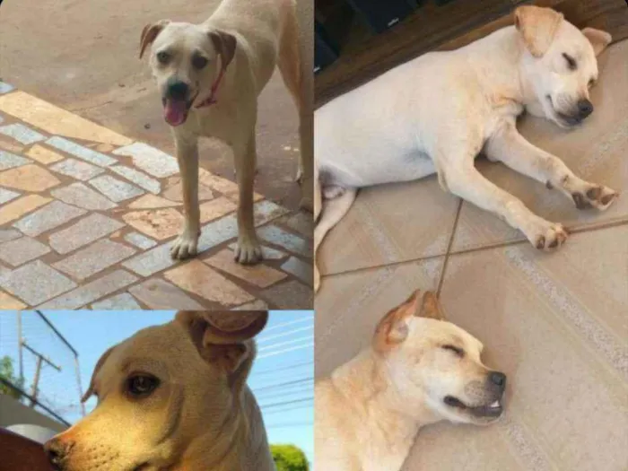 Cachorro ra a Vira-lata idade 1 ano nome Mike e Fibe