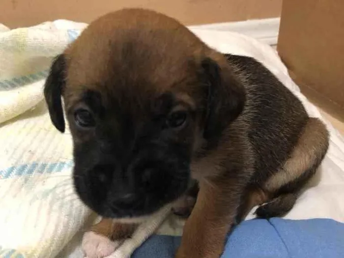 Cachorro ra a SRD idade Abaixo de 2 meses nome Mike