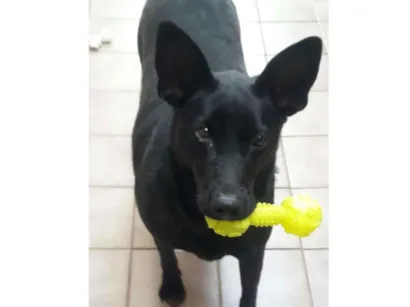 Cachorro raça SRD-ViraLata idade 1 ano nome Angel