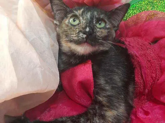Gato ra a SEM RAÇA DEFINIDA.  idade 7 a 11 meses nome SEM NOME.