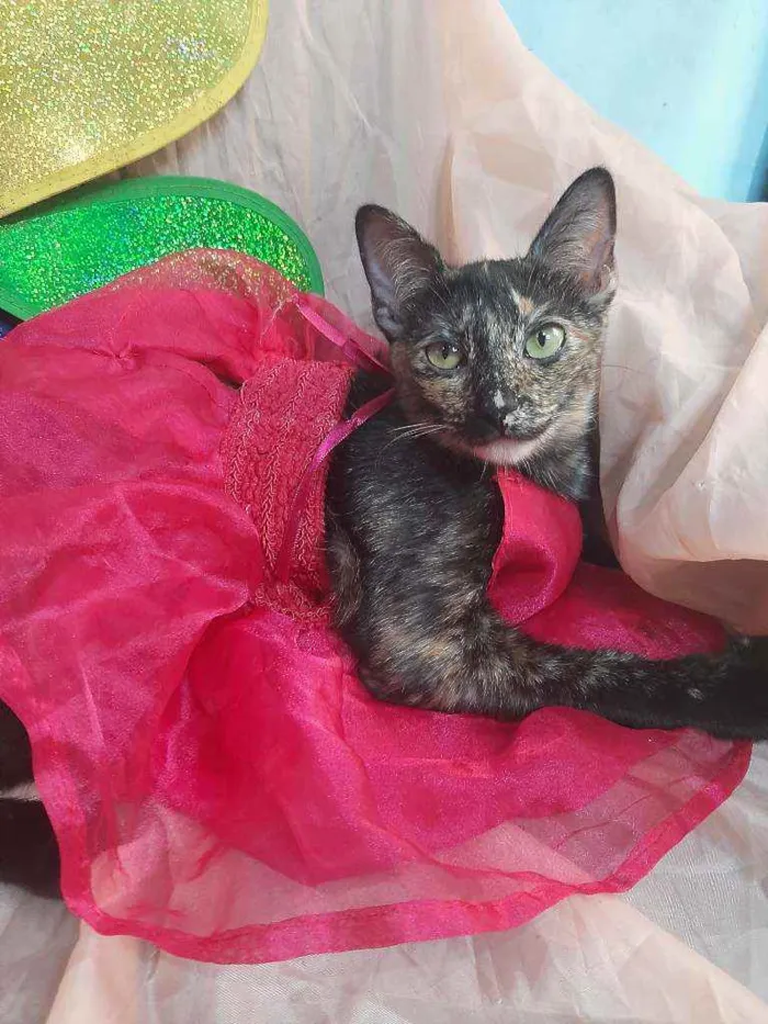 Gato ra a SEM RAÇA DEFINIDA.  idade 7 a 11 meses nome SEM NOME.