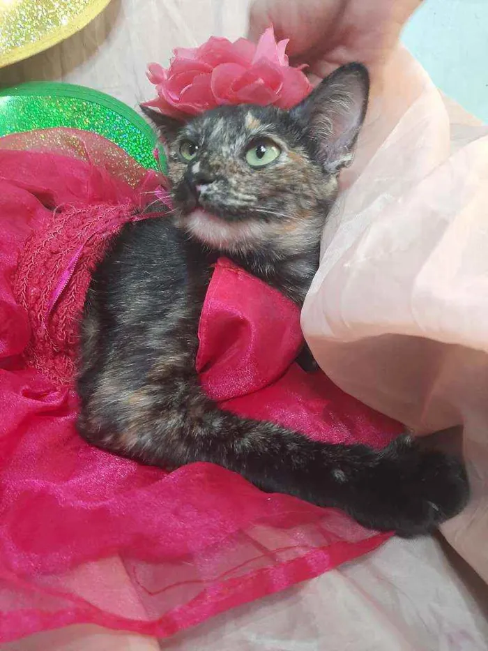 Gato ra a SEM RAÇA DEFINIDA.  idade 7 a 11 meses nome SEM NOME.