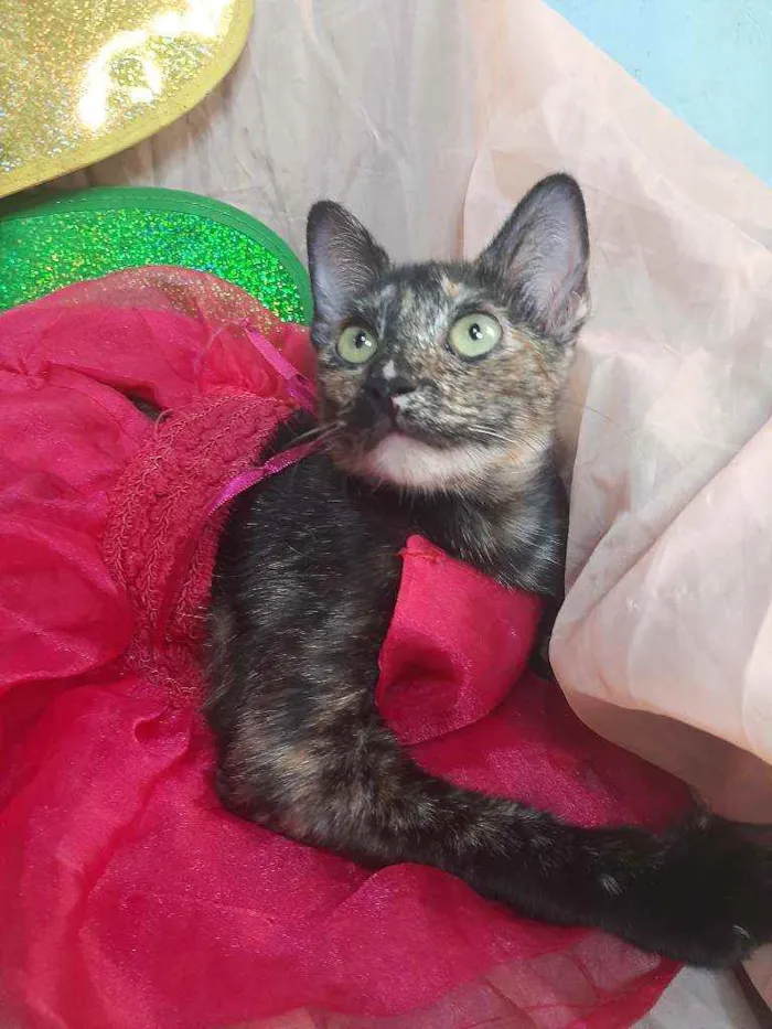 Gato ra a SEM RAÇA DEFINIDA.  idade 7 a 11 meses nome SEM NOME.