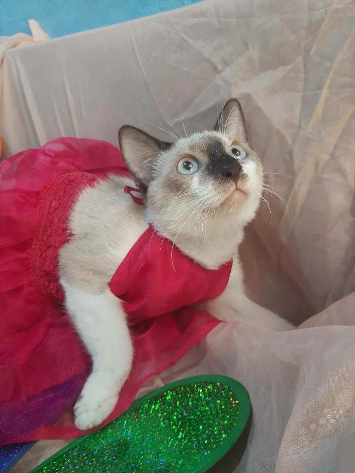 Gato ra a SEM RAÇA DEFINIDA.  idade 2 a 6 meses nome SEM NOME.