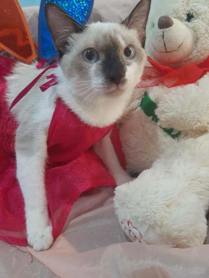 Gato ra a SEM RAÇA DEFINIDA.  idade 2 a 6 meses nome SEM NOME.