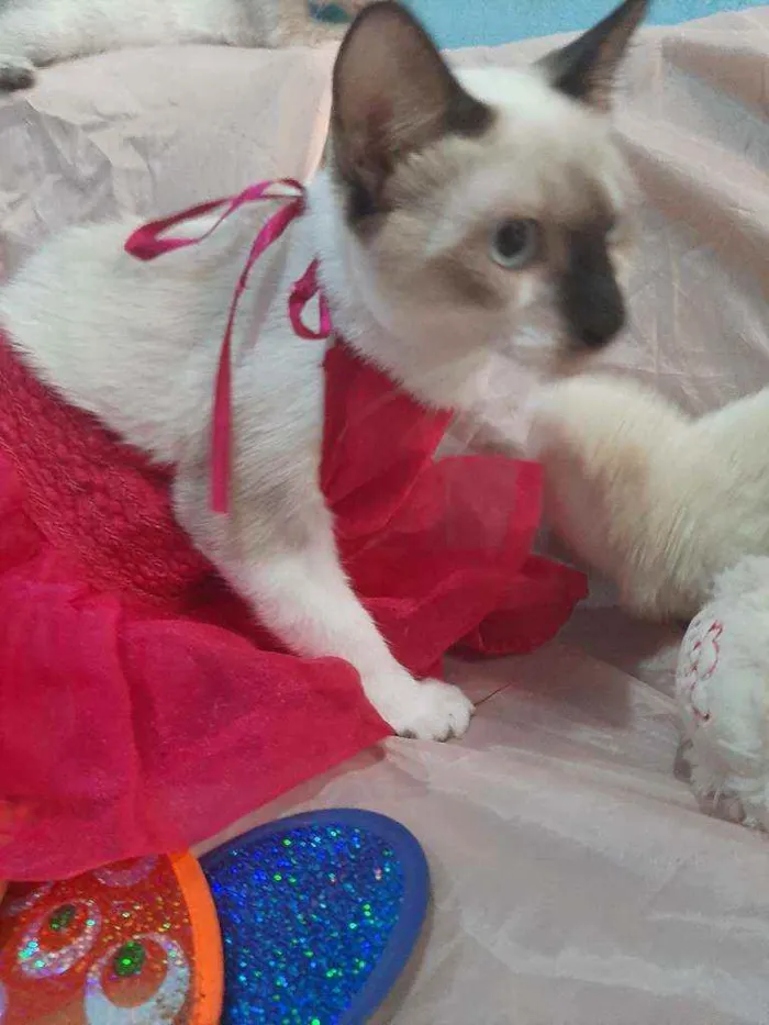 Gato ra a SEM RAÇA DEFINIDA.  idade 2 a 6 meses nome SEM NOME.