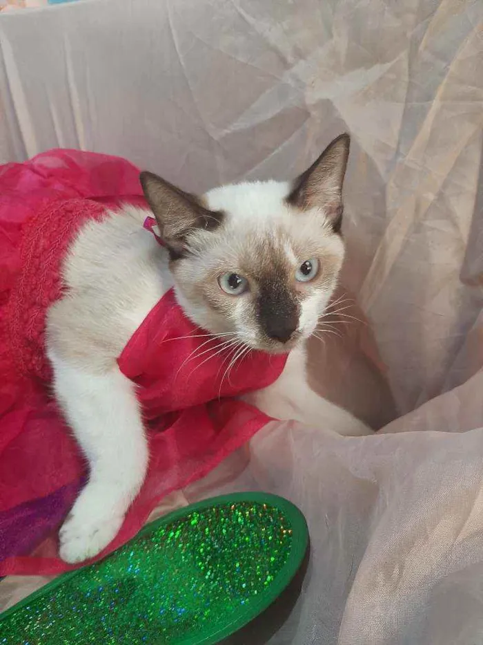 Gato ra a SEM RAÇA DEFINIDA.  idade 2 a 6 meses nome SEM NOME.