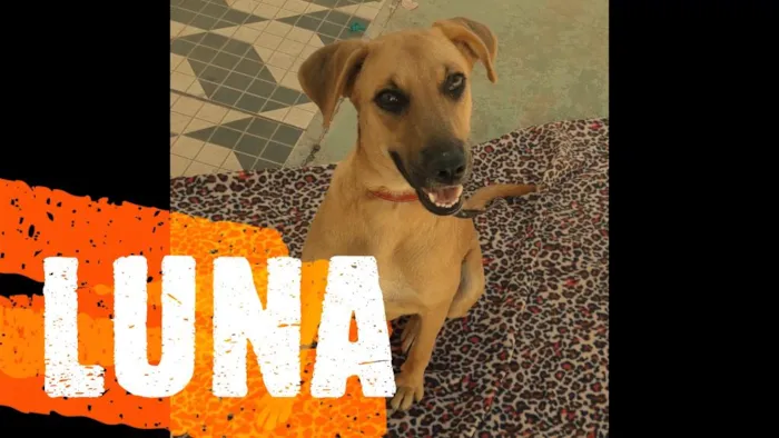 Cachorro ra a SRD-ViraLata idade 2 a 6 meses nome LUNA