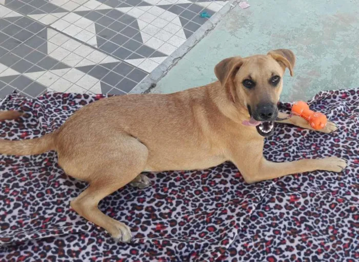 Cachorro ra a SRD-ViraLata idade 2 a 6 meses nome LUNA