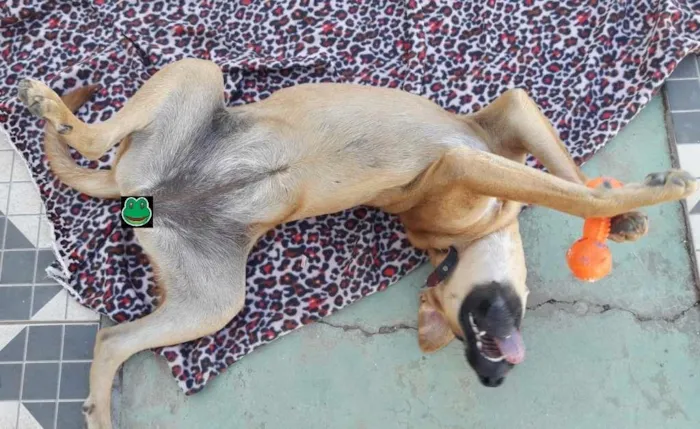 Cachorro ra a SRD-ViraLata idade 2 a 6 meses nome LUNA