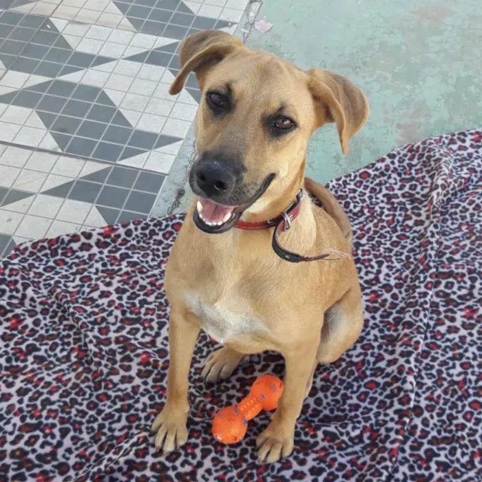 Cachorro ra a SRD-ViraLata idade 2 a 6 meses nome LUNA