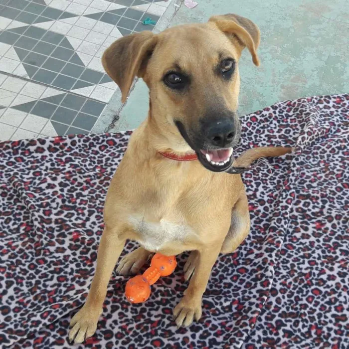 Cachorro ra a SRD-ViraLata idade 2 a 6 meses nome LUNA