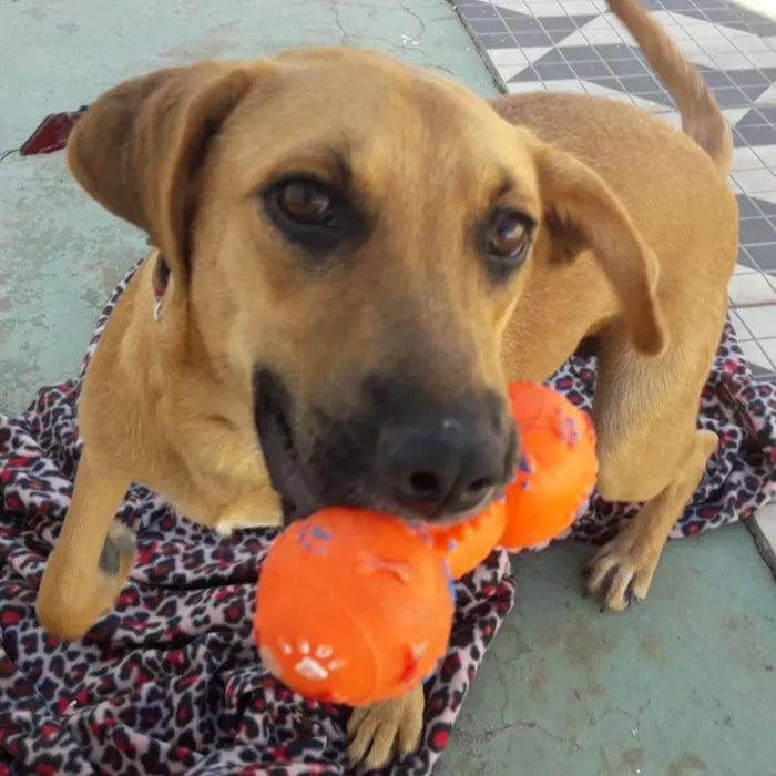 Cachorro ra a SRD-ViraLata idade 2 a 6 meses nome LUNA