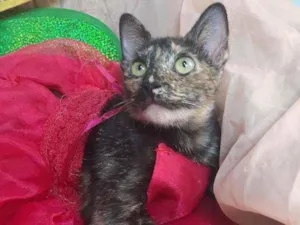 Gato raça SEM RAÇA DEFINIDA.  idade 7 a 11 meses nome SEM NOME.
