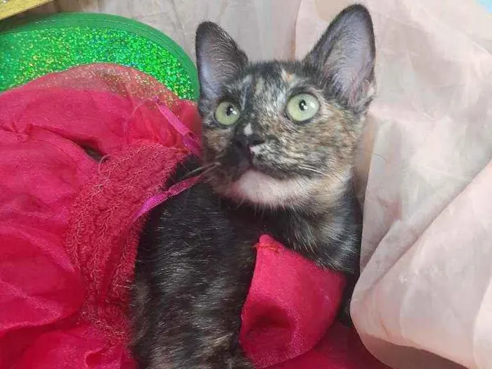 Gato ra a SEM RAÇA DEFINIDA.  idade 7 a 11 meses nome SEM NOME.