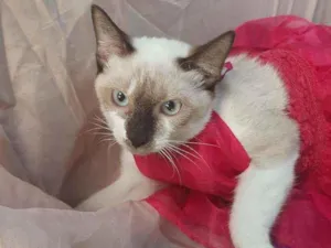 Gato raça SEM RAÇA DEFINIDA.  idade 2 a 6 meses nome SEM NOME.