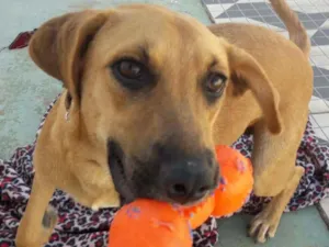 Cachorro raça SRD-ViraLata idade 2 a 6 meses nome LUNA