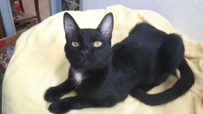 Gato ra a SRD-ViraLata idade 7 a 11 meses nome OREO