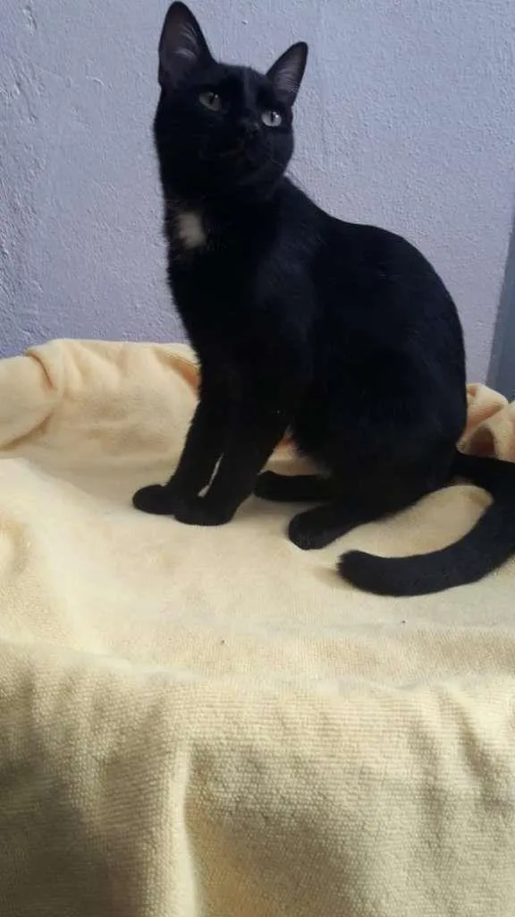 Gato ra a SRD-ViraLata idade 7 a 11 meses nome OREO