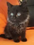 Gatinha