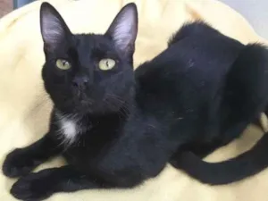 Gato raça SRD-ViraLata idade 7 a 11 meses nome OREO