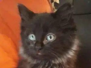Gato raça SRD-ViraLata idade 2 a 6 meses nome Gatinha