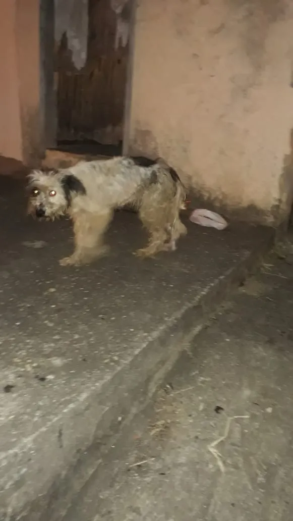 Cachorro ra a misto de poodle idade 3 anos nome Bellinha
