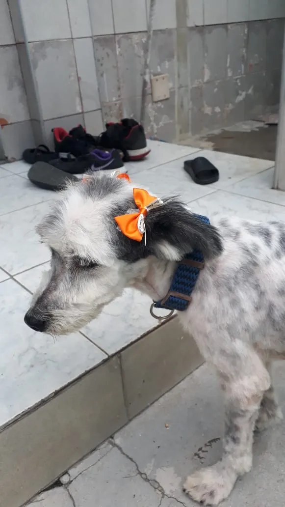 Cachorro ra a misto de poodle idade 3 anos nome Bellinha