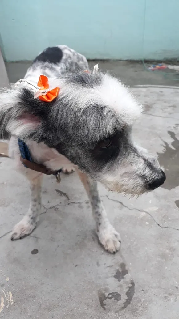 Cachorro ra a misto de poodle idade 3 anos nome Bellinha