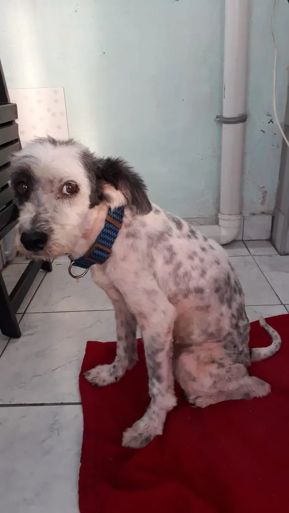 Cachorro ra a misto de poodle idade 3 anos nome Bellinha