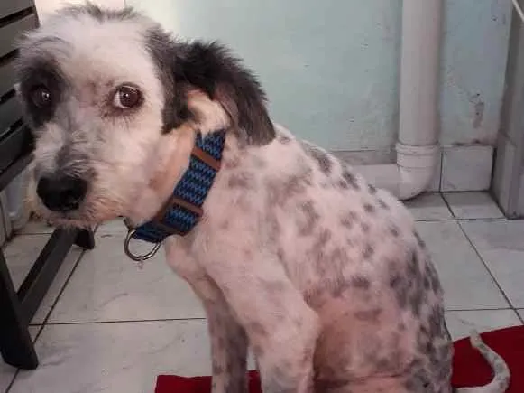 Cachorro ra a misto de poodle idade 3 anos nome Bellinha