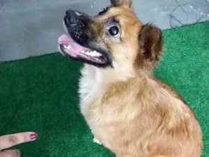 Cachorro raça Srd idade 7 a 11 meses nome Nala linda 