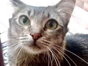 Gato raça Srd  idade 1 ano nome Miumiu linda gatinha