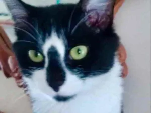Gato raça Srd idade 1 ano nome Lua linda 