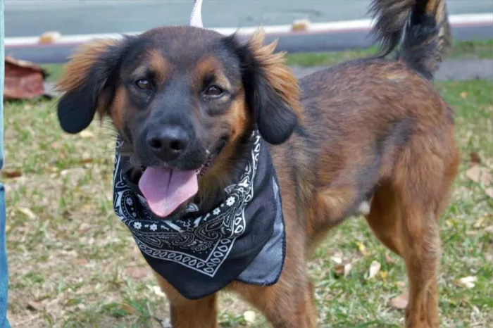 Cachorro raça SRD-ViraLata idade 1 ano nome Thor