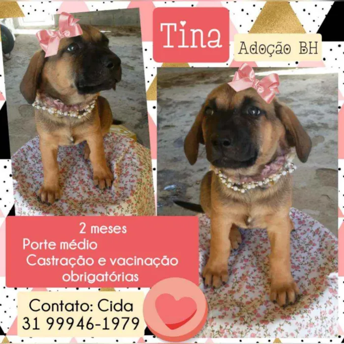 Cachorro raça Srd idade Abaixo de 2 meses nome Tina
