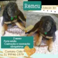 Romeu 