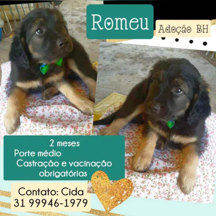 Cachorro raça Srd idade Abaixo de 2 meses nome Romeu 