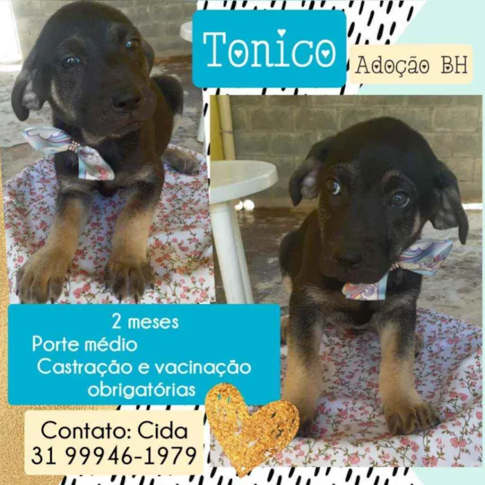 Cachorro raça Srd idade Abaixo de 2 meses nome Tonico