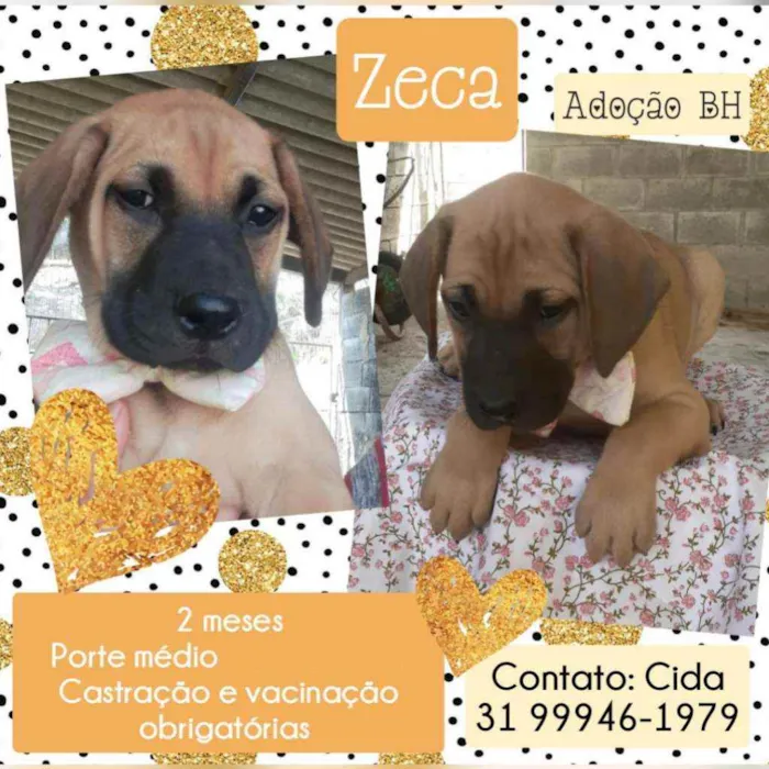 Cachorro raça Srd idade Abaixo de 2 meses nome Zexa