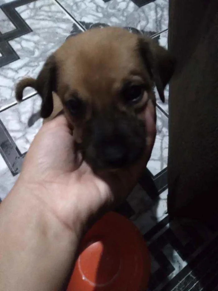 Cachorro ra a  idade 2 a 6 meses nome Não demos um nome