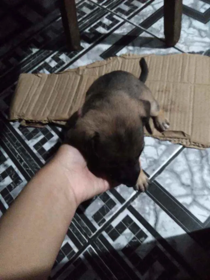 Cachorro ra a  idade 2 a 6 meses nome Não demos um nome
