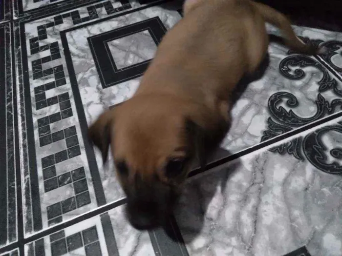Cachorro ra a  idade 2 a 6 meses nome Não demos um nome