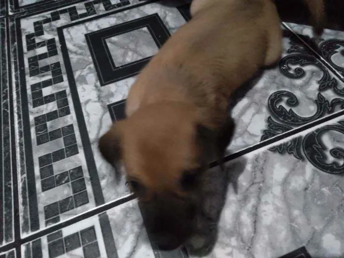 Cachorro ra a  idade 2 a 6 meses nome Não demos um nome