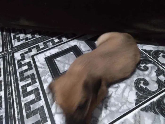 Cachorro ra a  idade 2 a 6 meses nome Não demos um nome