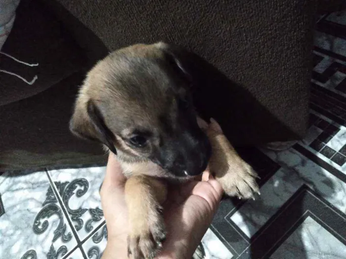 Cachorro ra a  idade 2 a 6 meses nome Não demos um nome