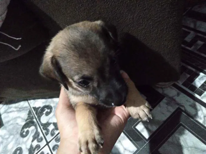 Cachorro ra a  idade 2 a 6 meses nome Não demos um nome