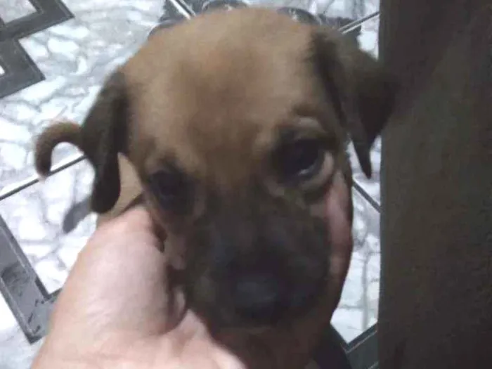Cachorro ra a  idade 2 a 6 meses nome Não demos um nome