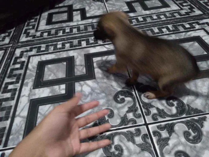 Cachorro ra a  idade 2 a 6 meses nome Não demos um nome