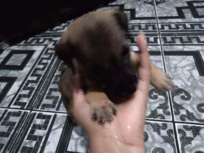 Cachorro ra a  idade 2 a 6 meses nome Não demos um nome